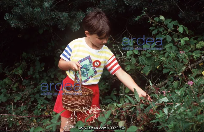 : Child picking blackberries : Child picking blackberries