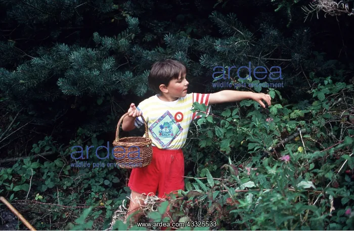 : CHILD PICKING BLACKBERRIES : CHILD PICKING BLACKBERRIES