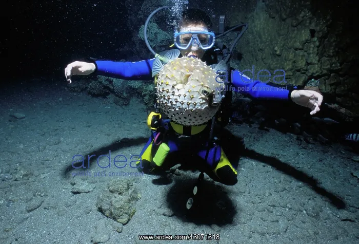 : Child watches pufferfish, Red Sea : Child watches pufferfish, Red Sea