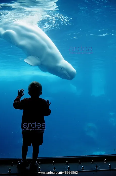 : Child watching beluga (Delphinapterus leucas), Sea World : Child watching beluga (Delphinapterus leucas), Sea World