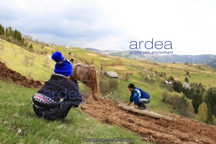  : Child watching the fields work Apuseni Mountains