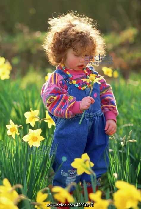  : Child - two year old girl among daffodils