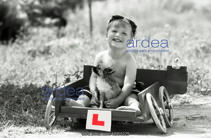  : Children - boy in cart with L plate and dog