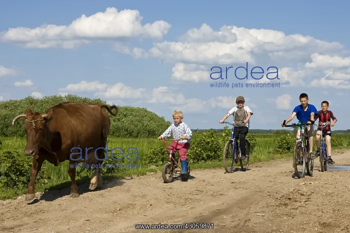 : Children bringing a dairy cow Cycling Bierbrza Poland : Children bringing a dairy cow Cycling Bierbrza Poland