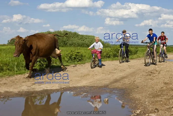 : Children bringing a dairy cow Cycling Bierbrza Poland : Children bringing a dairy cow Cycling Bierbrza Poland