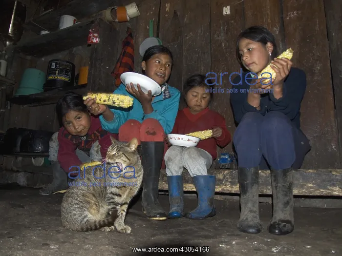 : Children eating Corn in their home Imbabura : Children eating Corn in their home Imbabura