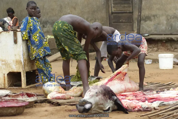 : Children emptying the rumen of a cow that has been dismember : Children emptying the rumen of a cow that has been dismember