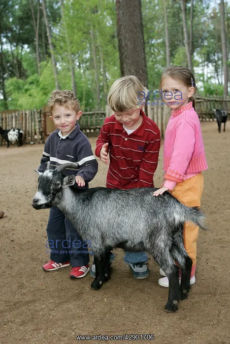  : Children - at farm stroking goat