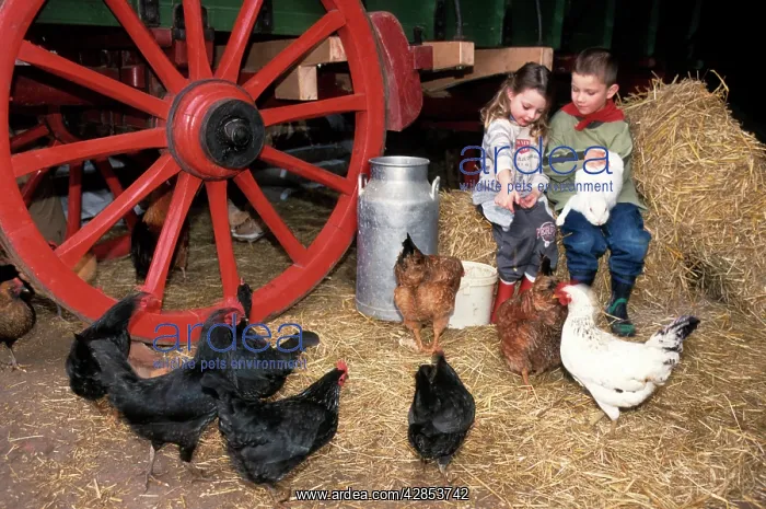 : Children - feeding chicken and rabbit in barn with : Children - feeding chicken and rabbit in barn with
