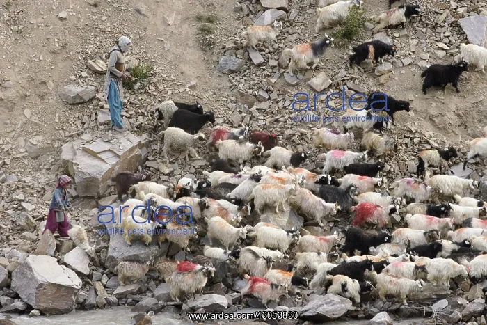 : Children and herd of goats Valley Lingti Zanskar India : Children and herd of goats Valley Lingti Zanskar India