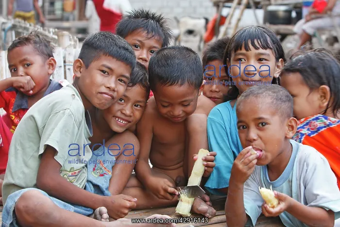 : Children in Komodo Village - eating sugar cane : Children in Komodo Village - eating sugar cane