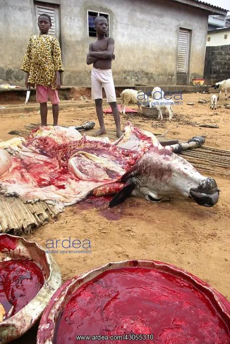 : Children participating in the butchering of a cow : Children participating in the butchering of a cow