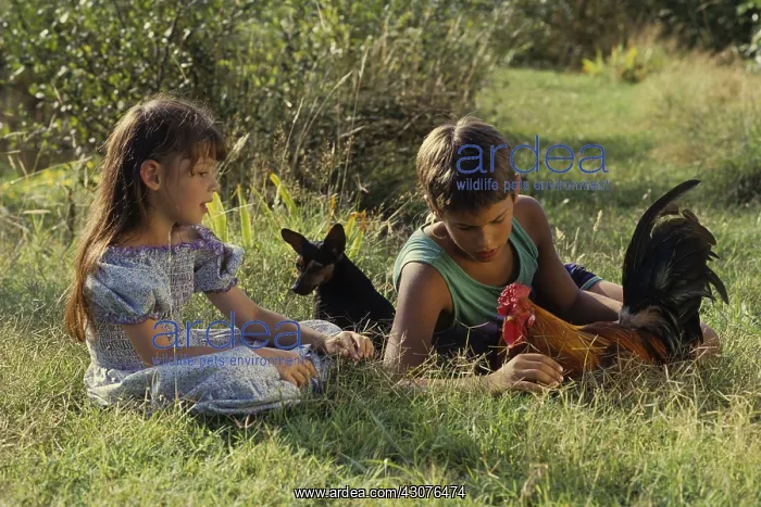 : Children sitting in the grass with Pinscher dog and cock : Children sitting in the grass with Pinscher dog and cock