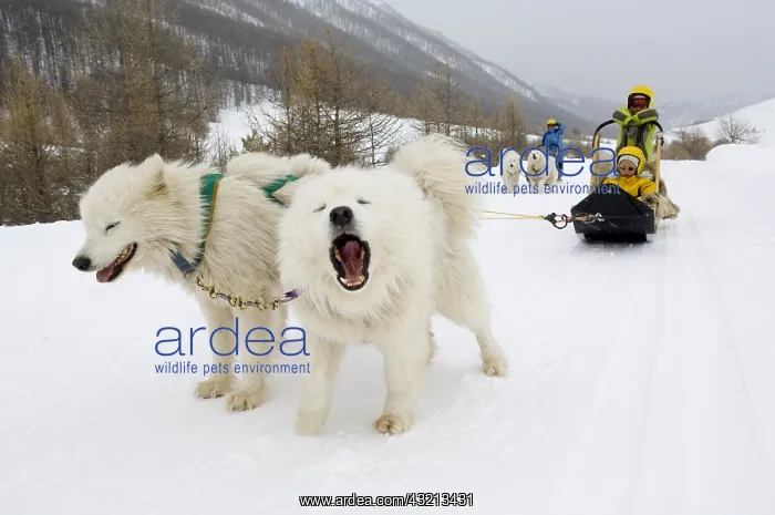 : Children sleigh pulled by dogs Queyras Alps France : Children sleigh pulled by dogs Queyras Alps France