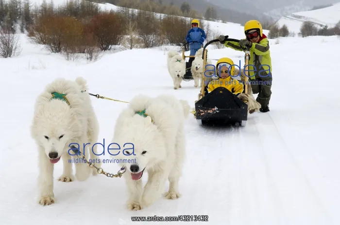 : Children sleigh pulled by dogs Queyras Alps France : Children sleigh pulled by dogs Queyras Alps France