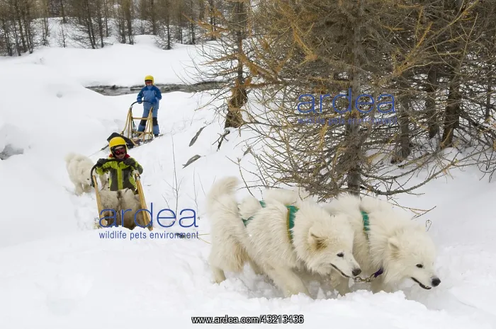: Children sleigh pulled by dogs Queyras Alps France : Children sleigh pulled by dogs Queyras Alps France