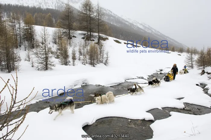 : Children sleigh pulled by dogs Queyras Alps France : Children sleigh pulled by dogs Queyras Alps France