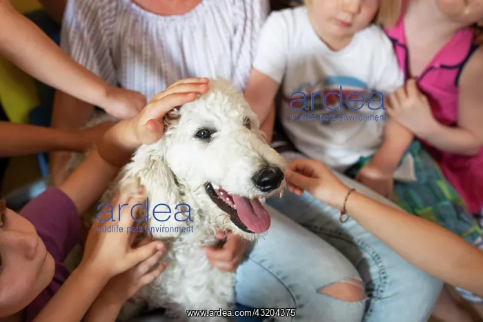 : Children stroking dog, white king poodle, animal : Children stroking dog, white king poodle, animal