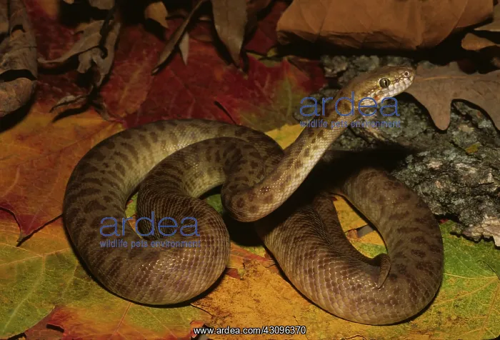 : Children's Python : Children's Python