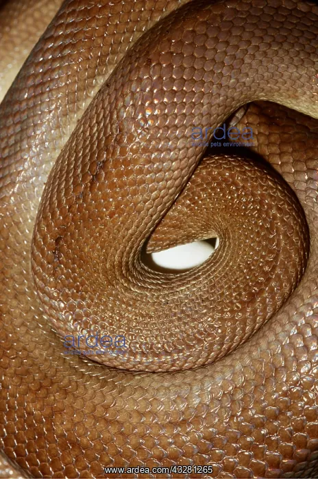 : CHILDREN'S PYTHON - incubating eggs : CHILDREN'S PYTHON - incubating eggs