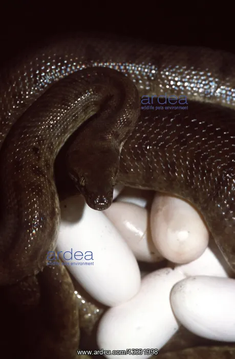 : CHILDREN'S PYTHON - incubating eggs : CHILDREN'S PYTHON - incubating eggs