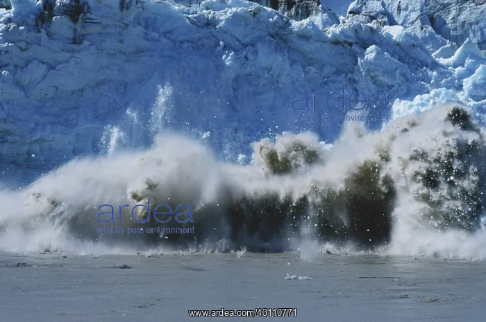 : Childs Glacier, Calving : Childs Glacier, Calving