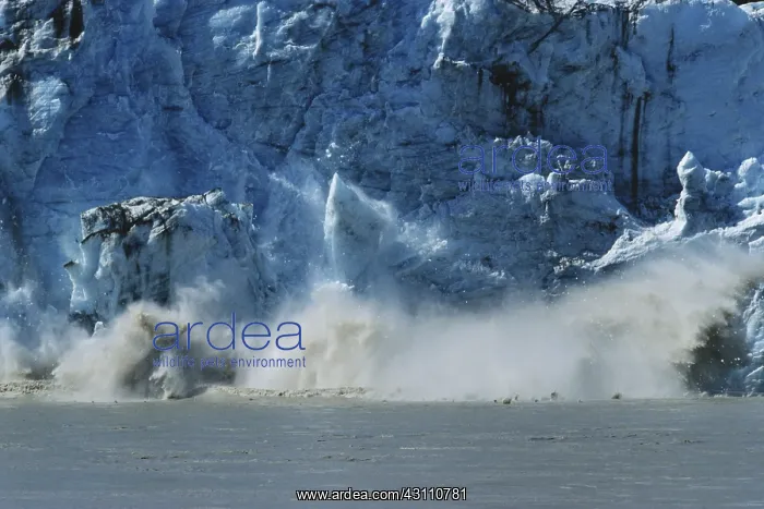 : Childs Glacier, Calving : Childs Glacier, Calving