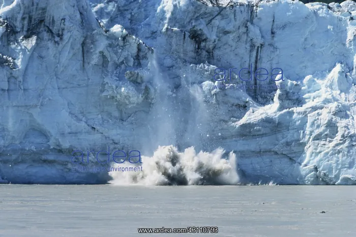 : Childs Glacier, Calving : Childs Glacier, Calving