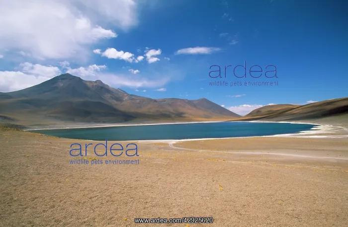  : Chile - Atacama Andes & Laguna Minique on the Altiplano