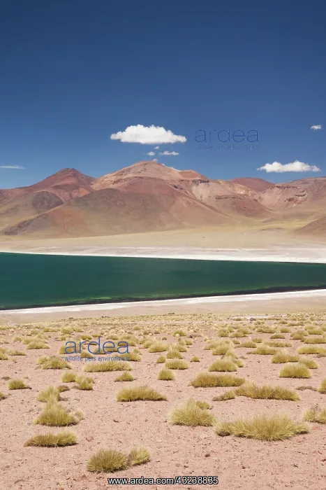 : Chile, Atacama Desert, Laguna Miscanti : Chile, Atacama Desert, Laguna Miscanti