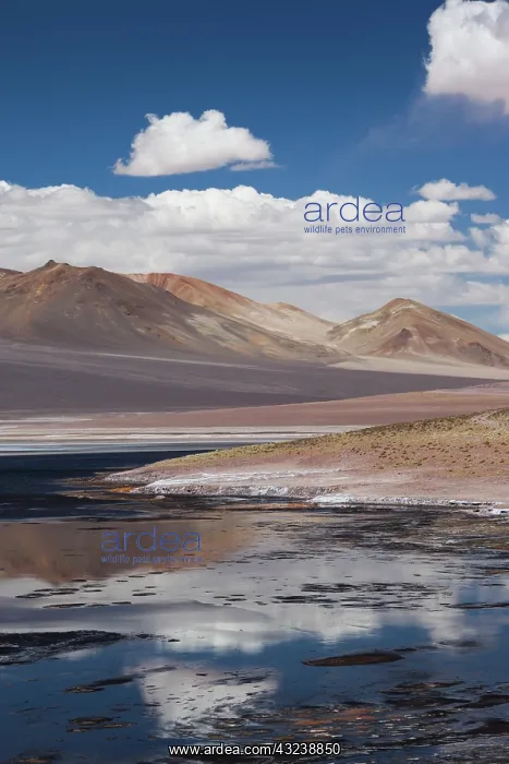 : Chile, Atacama Desert, Salar de Aguas Calientes : Chile, Atacama Desert, Salar de Aguas Calientes