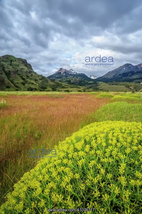 : Chile, Aysen, Patagonia National Park, Valle Chacabuco : Chile, Aysen, Patagonia National Park, Valle Chacabuco