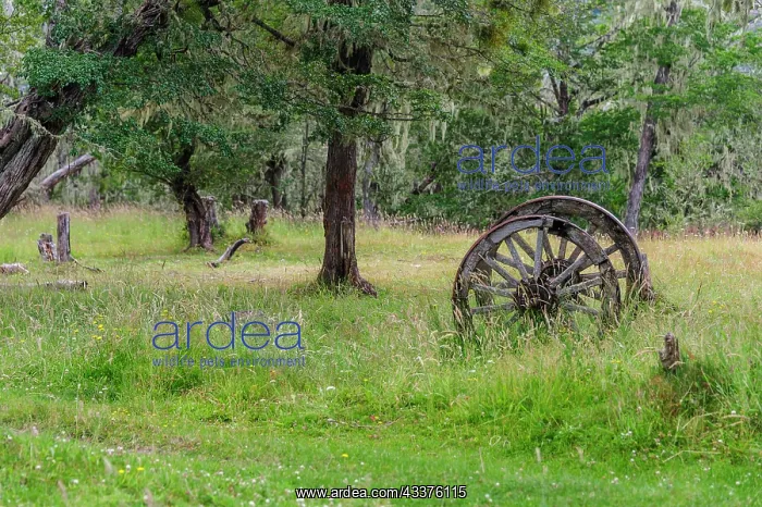 : Chile, Aysen, Rio Baker. Old wooden wagon wheels : Chile, Aysen, Rio Baker. Old wooden wagon wheels