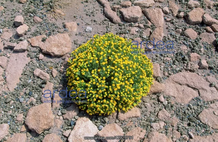 : Chile - cushion shaped composite at 4300 m altitude : Chile - cushion shaped composite at 4300 m altitude