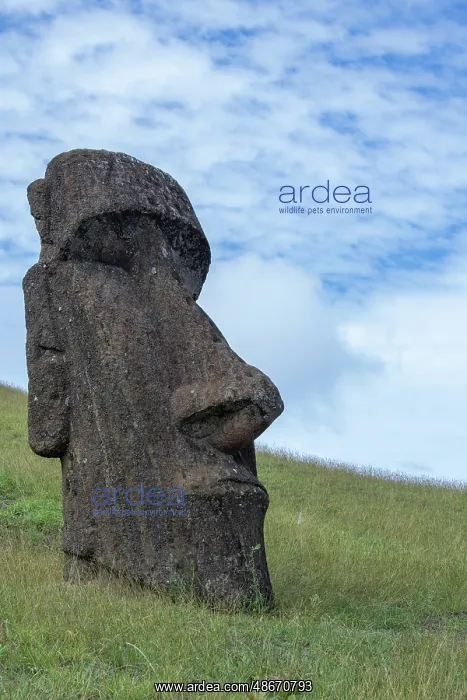: Chile, Easter Island, aka Rapa Nui. Rano Raraku, aka The : Chile, Easter Island, aka Rapa Nui. Rano Raraku, aka The