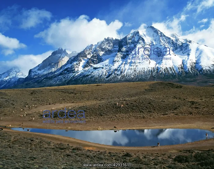 : Chile - Guanacos : Chile - Guanacos