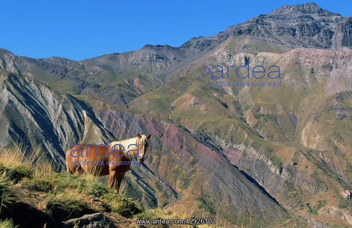  : CHILE - Horse in the Andes above San Fernando, Region 6