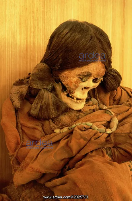 : Chile - Le Paige: Mummy, Atacamena Culture : Chile - Le Paige: Mummy, Atacamena Culture