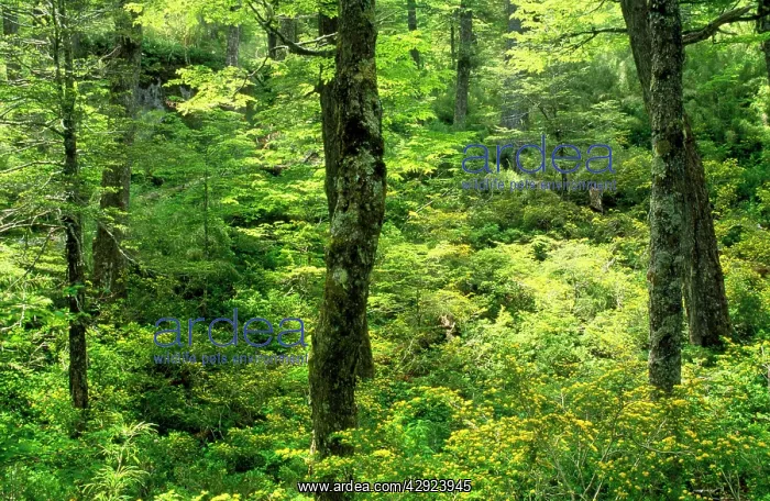 : Chile - Lenga forest (Nothofagus pumilio) with : Chile - Lenga forest (Nothofagus pumilio) with