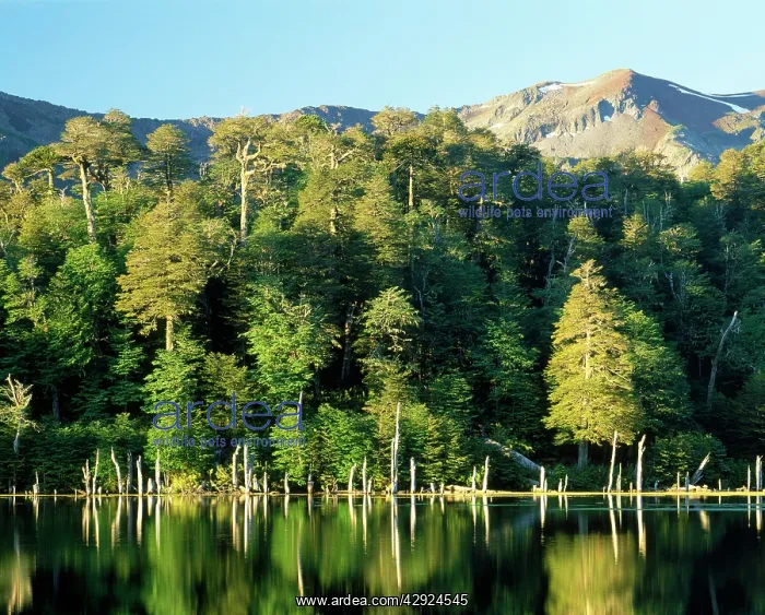 : Chile - Luguna Captren surrounded by cool temperate : Chile - Luguna Captren surrounded by cool temperate