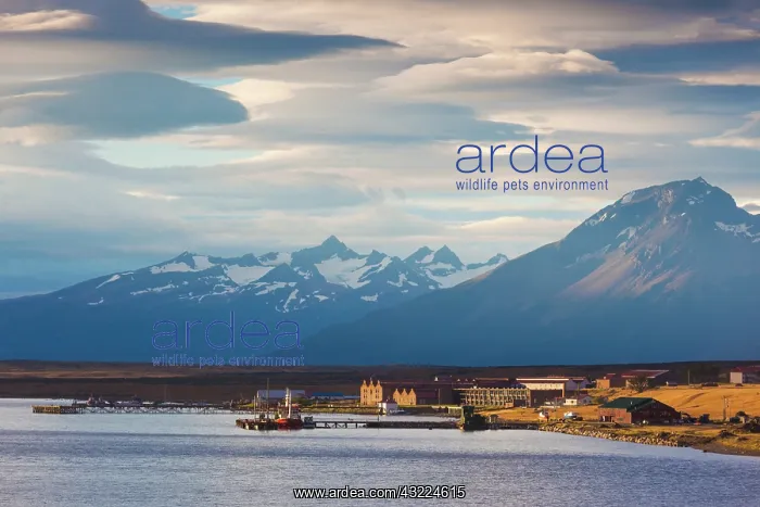 : Chile, Magallanes Region, Puerto Natales : Chile, Magallanes Region, Puerto Natales