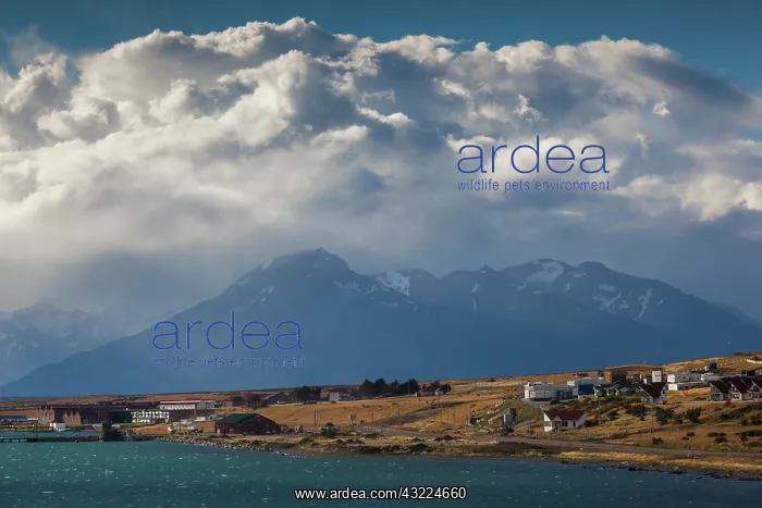 : Chile, Magallanes Region, Puerto Natales : Chile, Magallanes Region, Puerto Natales
