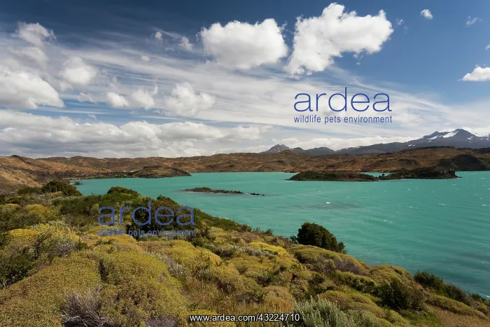 : Chile, Magallanes Region, Torres del Paine : Chile, Magallanes Region, Torres del Paine