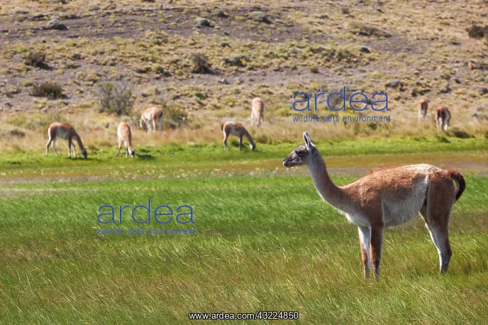 : Chile, Magallanes Region, Torres del Paine : Chile, Magallanes Region, Torres del Paine