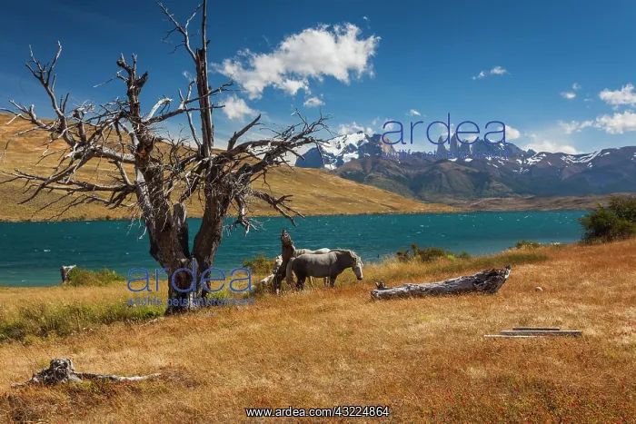: Chile, Magallanes Region, Torres del Paine : Chile, Magallanes Region, Torres del Paine