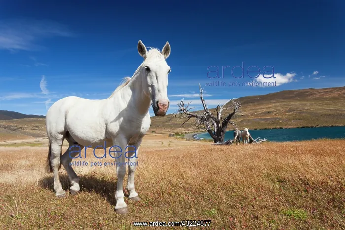  : Chile, Magallanes Region, Torres del Paine