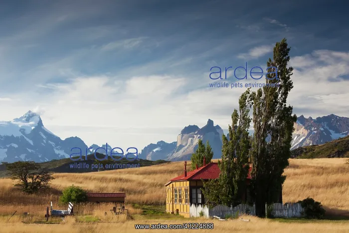 : Chile, Magallanes Region, Torres del Paine : Chile, Magallanes Region, Torres del Paine
