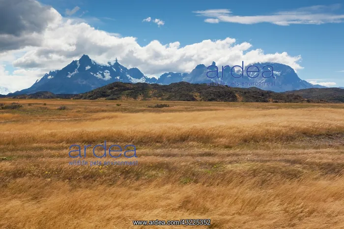 : Chile, Magallanes Region, Torres del Paine : Chile, Magallanes Region, Torres del Paine