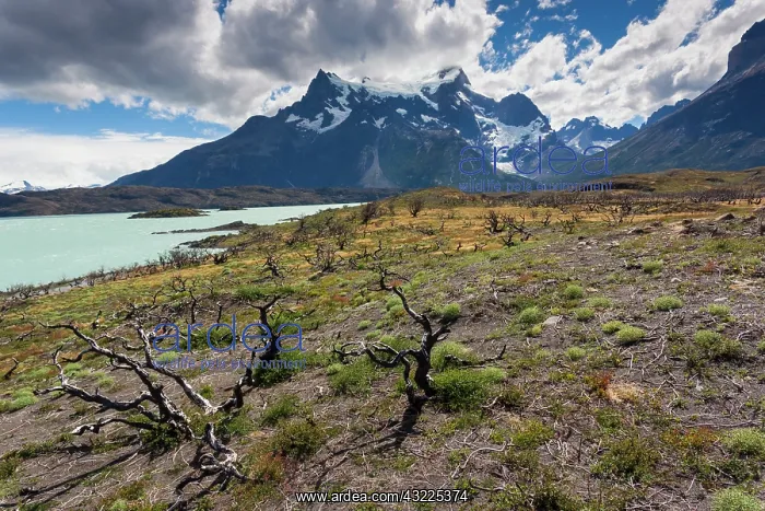 : Chile, Magallanes Region, Torres del Paine : Chile, Magallanes Region, Torres del Paine