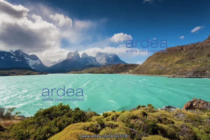 : Chile, Magallanes Region, Torres del Paine : Chile, Magallanes Region, Torres del Paine